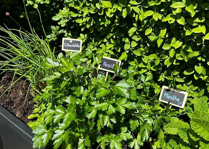 Le D'ilona Blonville-sur-Mer